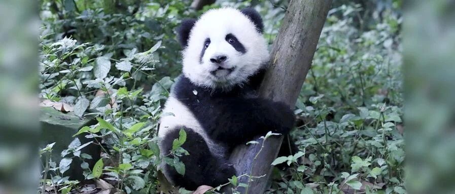 遥望雪山，守护国宝！大熊猫国家公园·成都新春主题宣传活动等你来