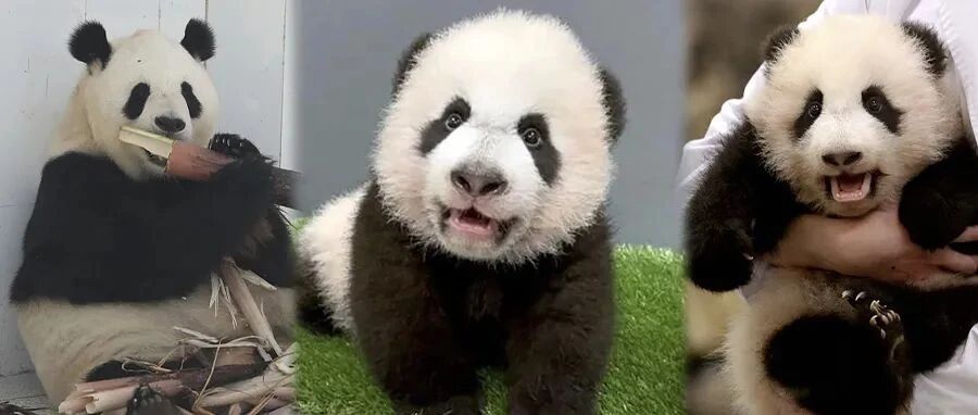 人模人样，大熊猫趴墙头jiojio无处安放