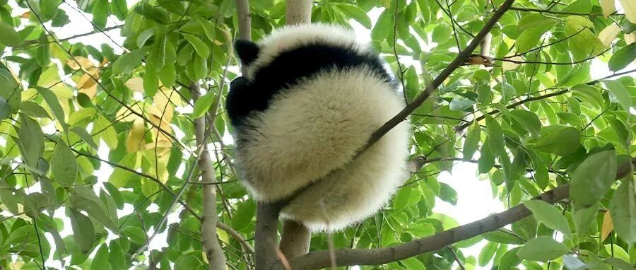 元宵口味大集合，最后一种你一定没吃过！