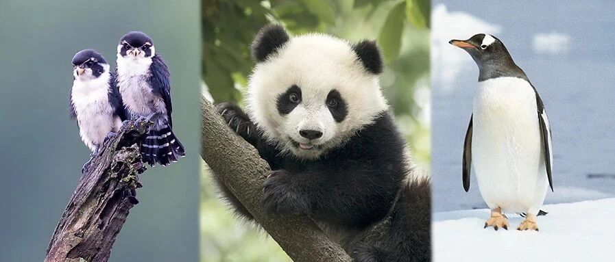 黑白配色的动物有哪些？