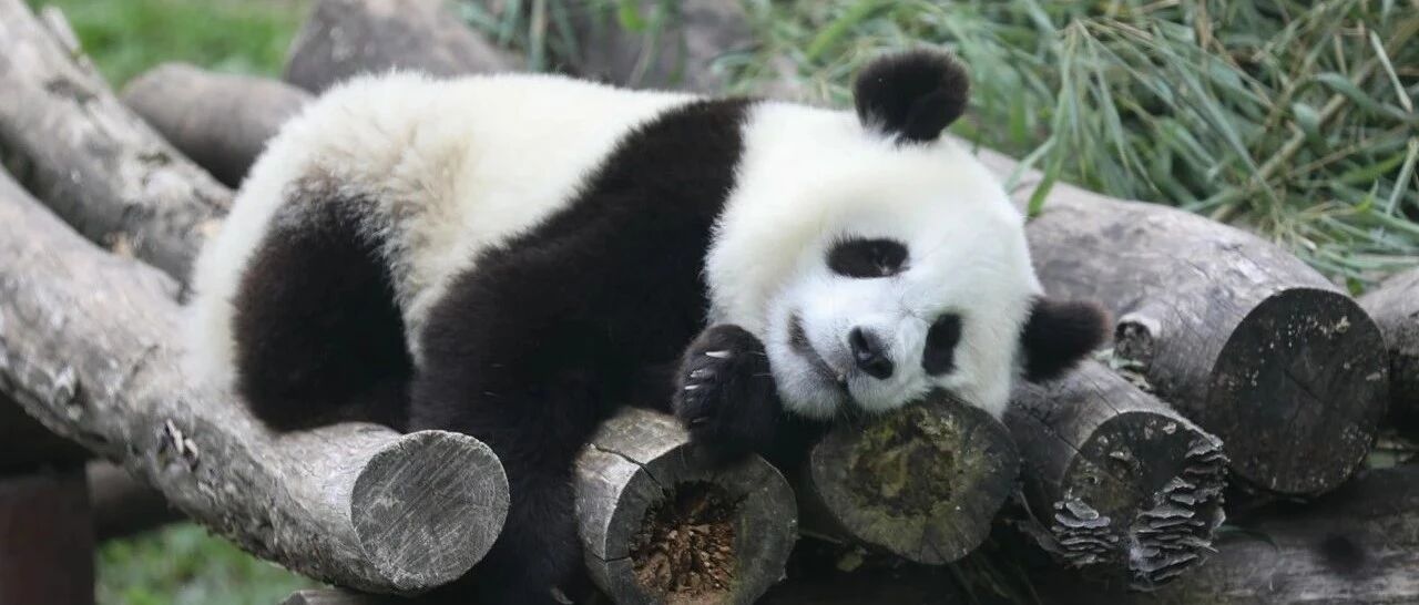 谁说强扭的瓜不甜？本熊觉得甜就甜！