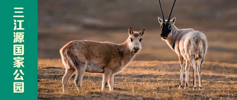 高原精灵也有奶爸？一起探秘我们的“生命之源”