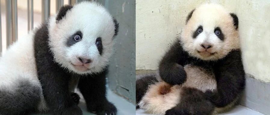 “圆宝”百日学走路，白毛擦地变灰毛