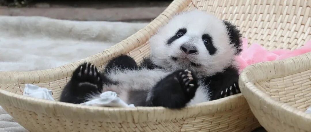 ASMR！熊猫的小奶嗝！｜精彩一刻