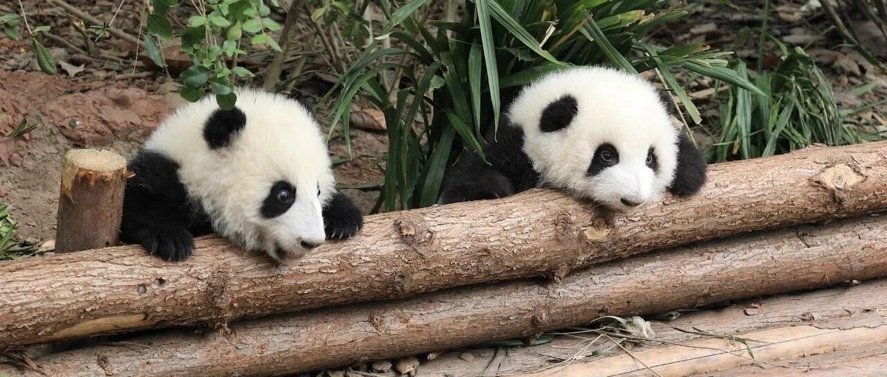 摆摊卖萌啦！看谁卖得多！|熊猫一刻