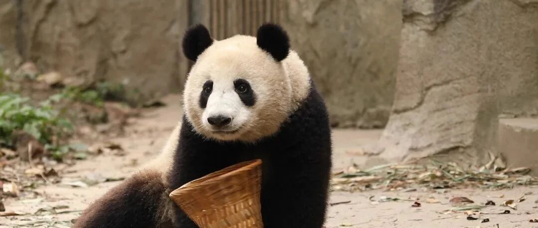 管你什么宝贝，我先啃为敬|熊猫一刻