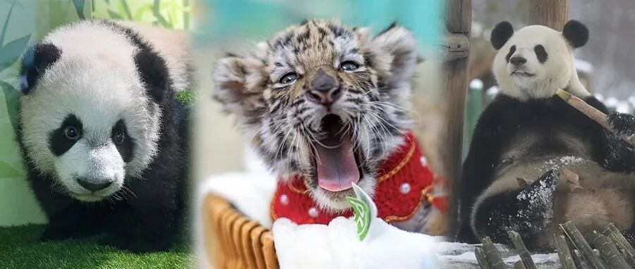 大熊猫和小老虎同台亮相，谁更霸气？