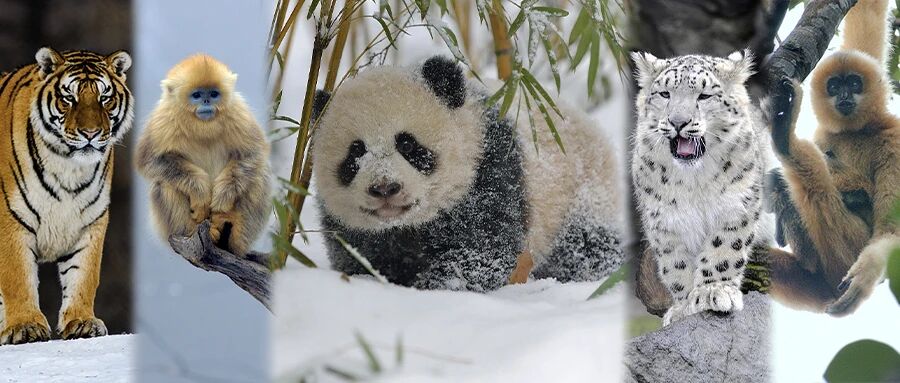 两种打卡方式，第一批国家公园来了！