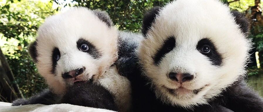 小仙熊已经准备好走进你心里啦！