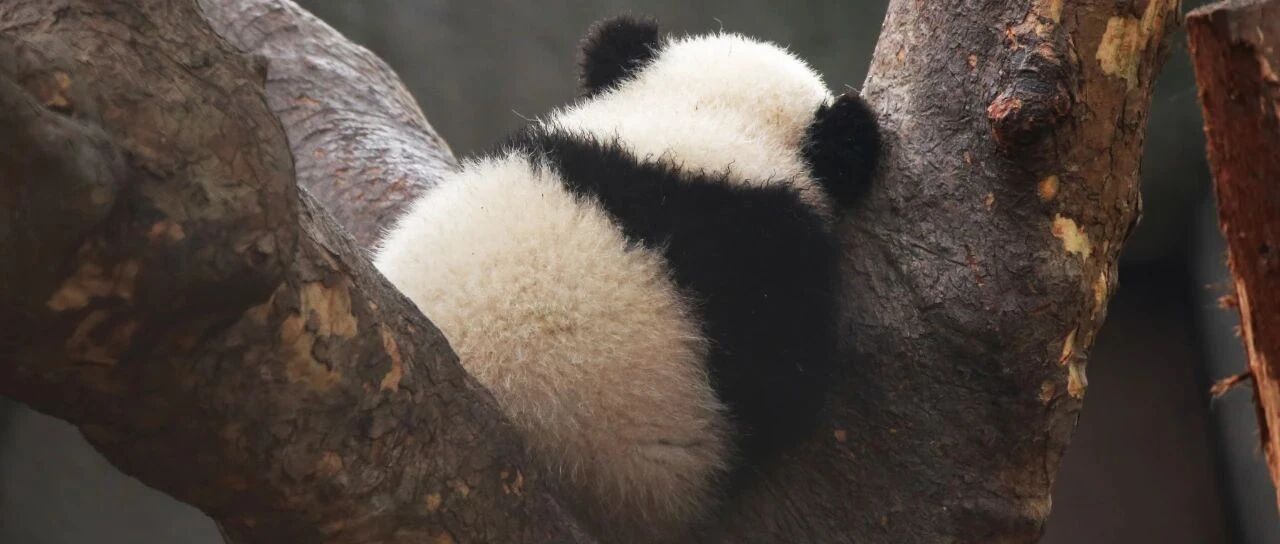 大熊猫饲养员发明“零排放”交通工具！大熊猫专属！