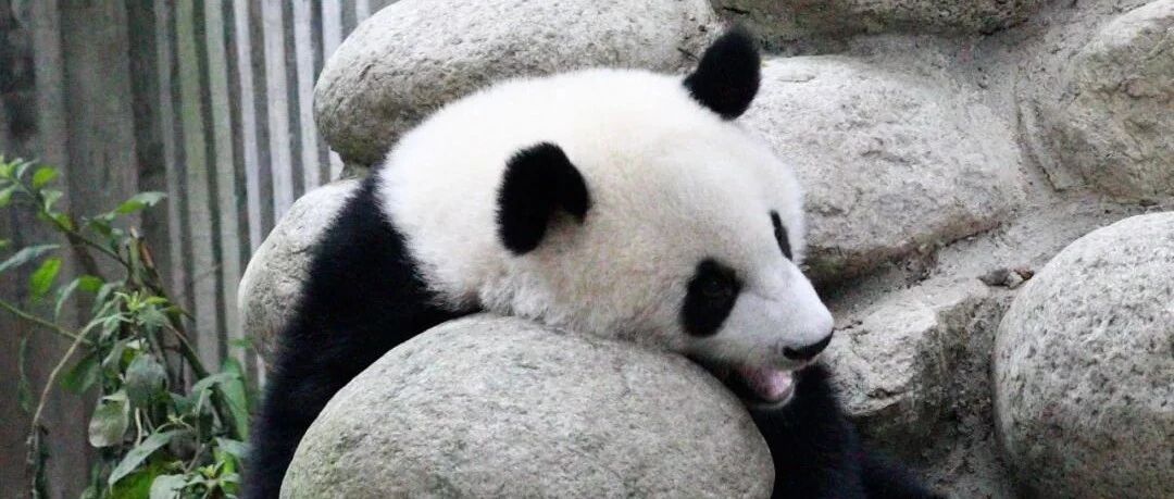 奶妈给的苹果太美味了！舍不得吃！