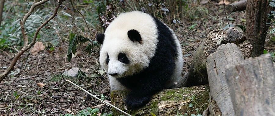 什么叫眼神里就透露着“聪明”？你一看就明白！