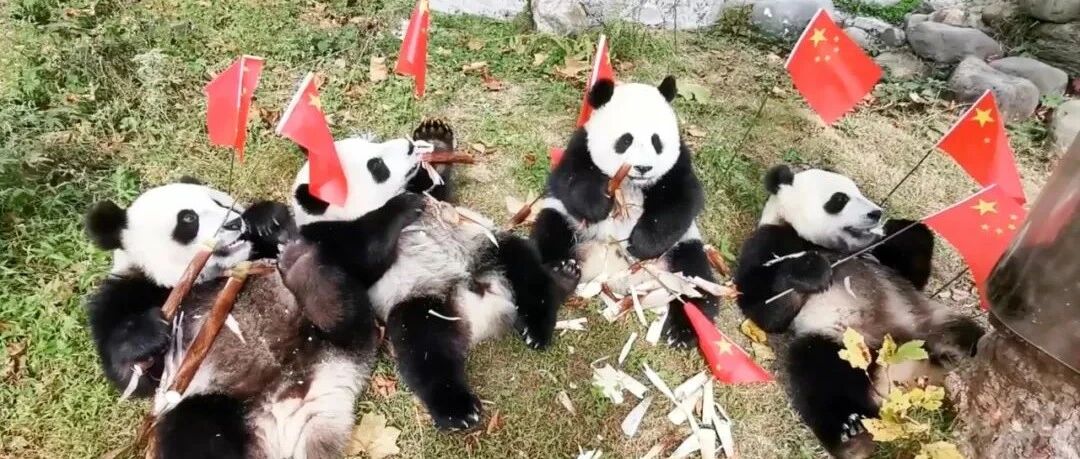 春节看比赛，记得带上这组萌宝表情包！