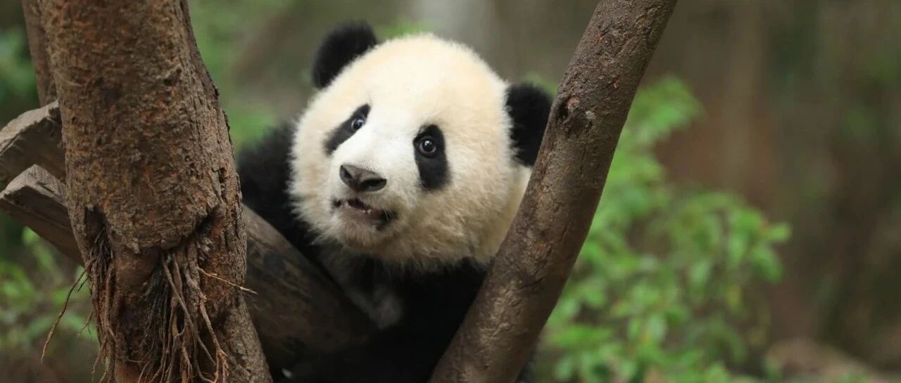 母爱如山倒，孩子别想跑｜熊猫一刻