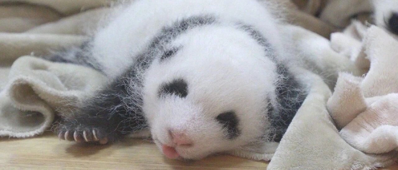 这是哪家“厂商”制作的“玩偶”？这个质量也太不合格了吧！