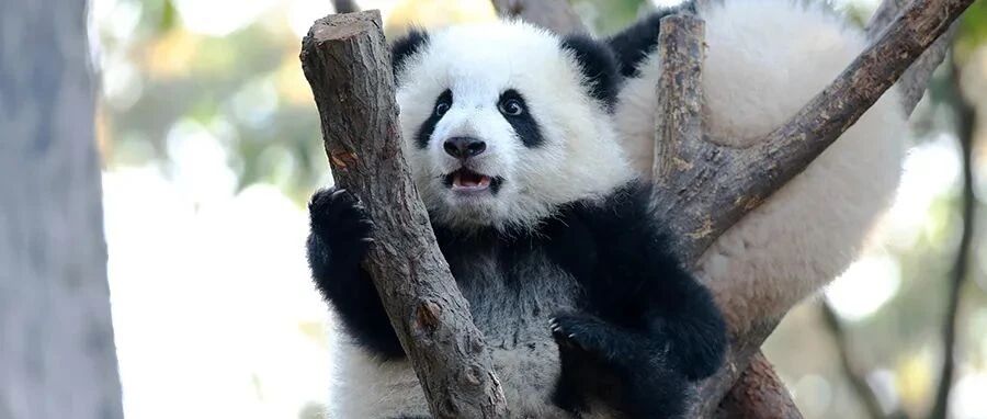 大熊猫国家公园新片上线！带你走进“家门口的国家公园”