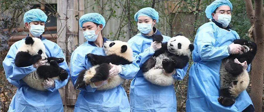 围观大熊猫的团团圆圆年夜饭｜熊猫一刻