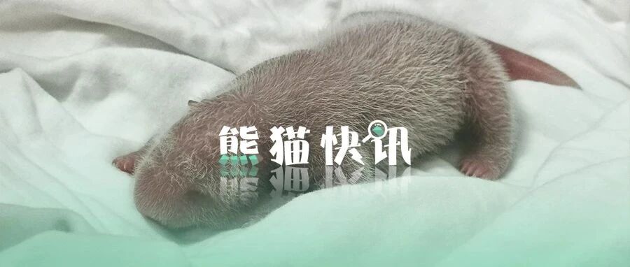 新纪录！全球圈养大熊猫最重幼仔诞生｜国宝的诞生