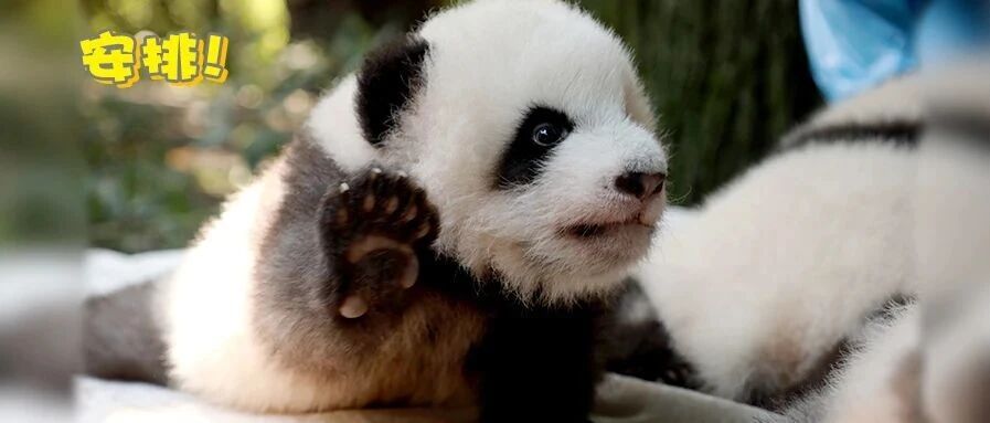 秋天的第一份伴手礼，可比奶茶香多了～