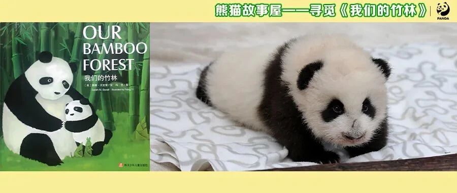 踏上寻觅之旅，一起寻找《我们的竹林》