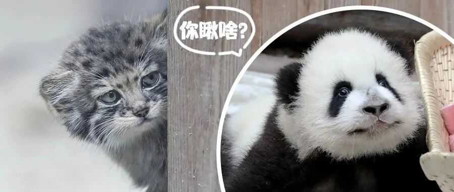 别吵啦！大熊猫和暴脾气“网红”杠上了