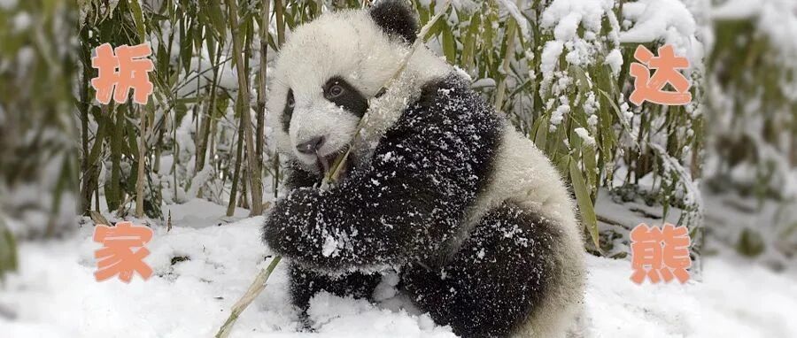 二哈难养？那是因为你没养过大熊猫！