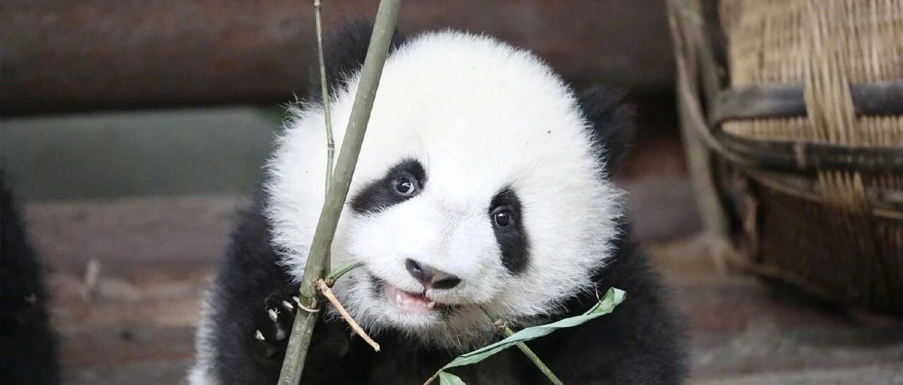 听说，你们这儿的“熊猫果”随便捡的？