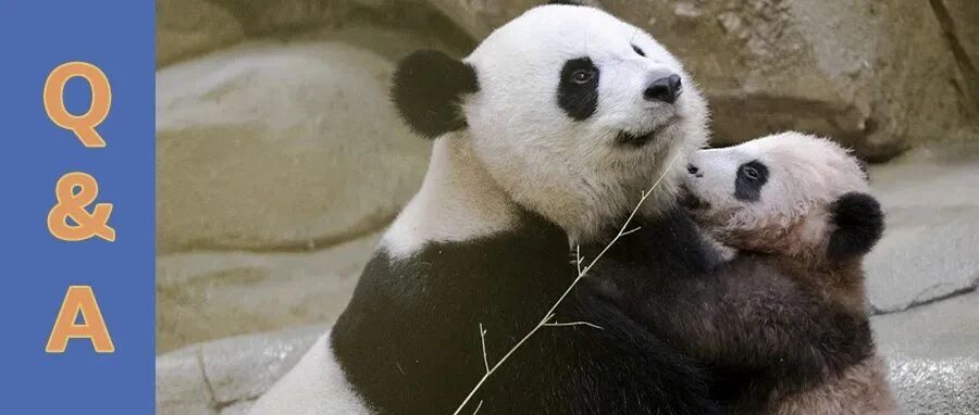 熊猫宝宝长大后还认识自己的父母吗？