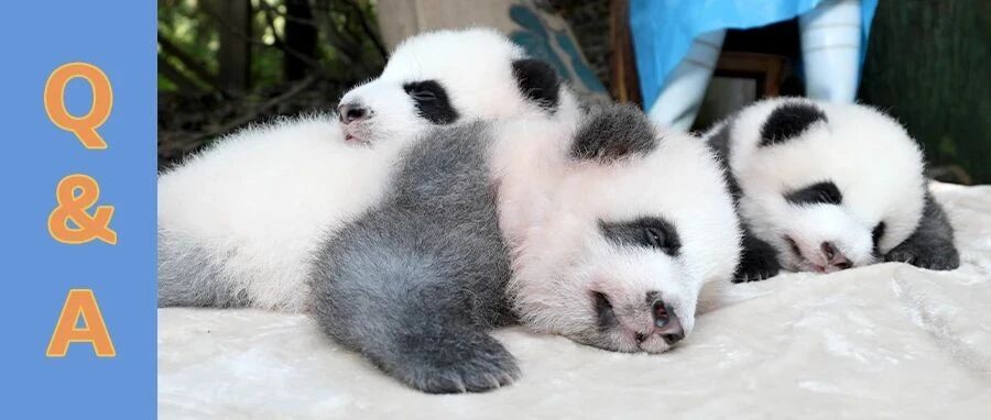大熊猫睡觉时会打呼噜吗？