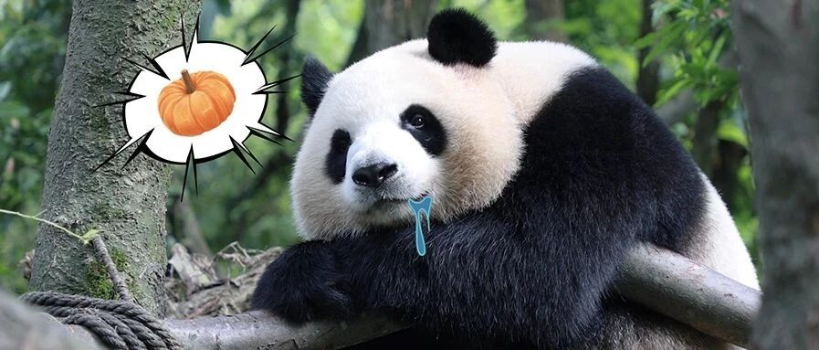 “吸猫”一时爽，一直“吸猫”一直爽