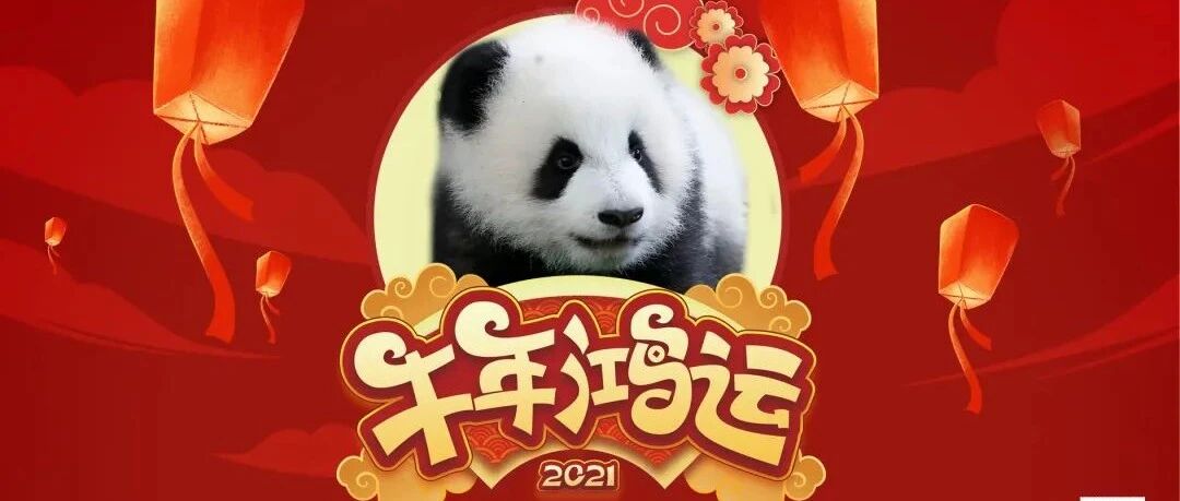 ​牛年新春剧场，滚滚伴你过新春！