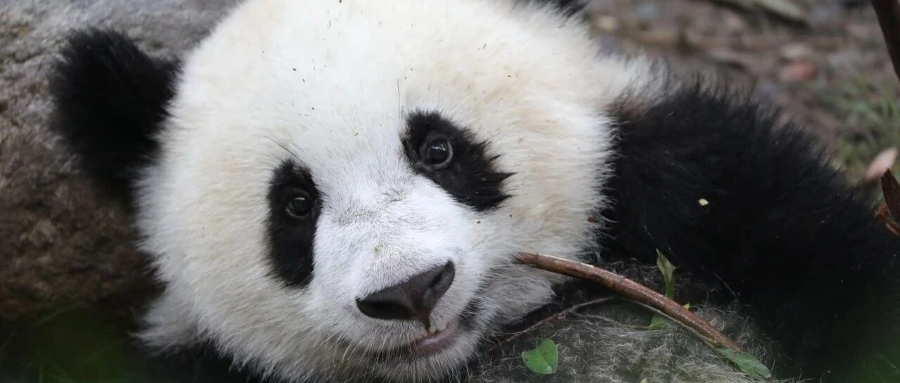 拆家姿势千千万，而我换了又换