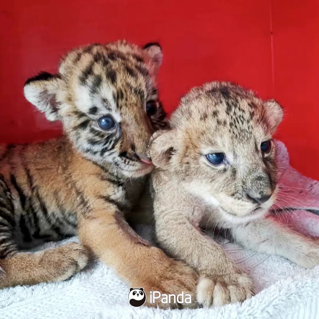 直播預告|不如去逛動物園：新生命的奇跡 寵物 第14張