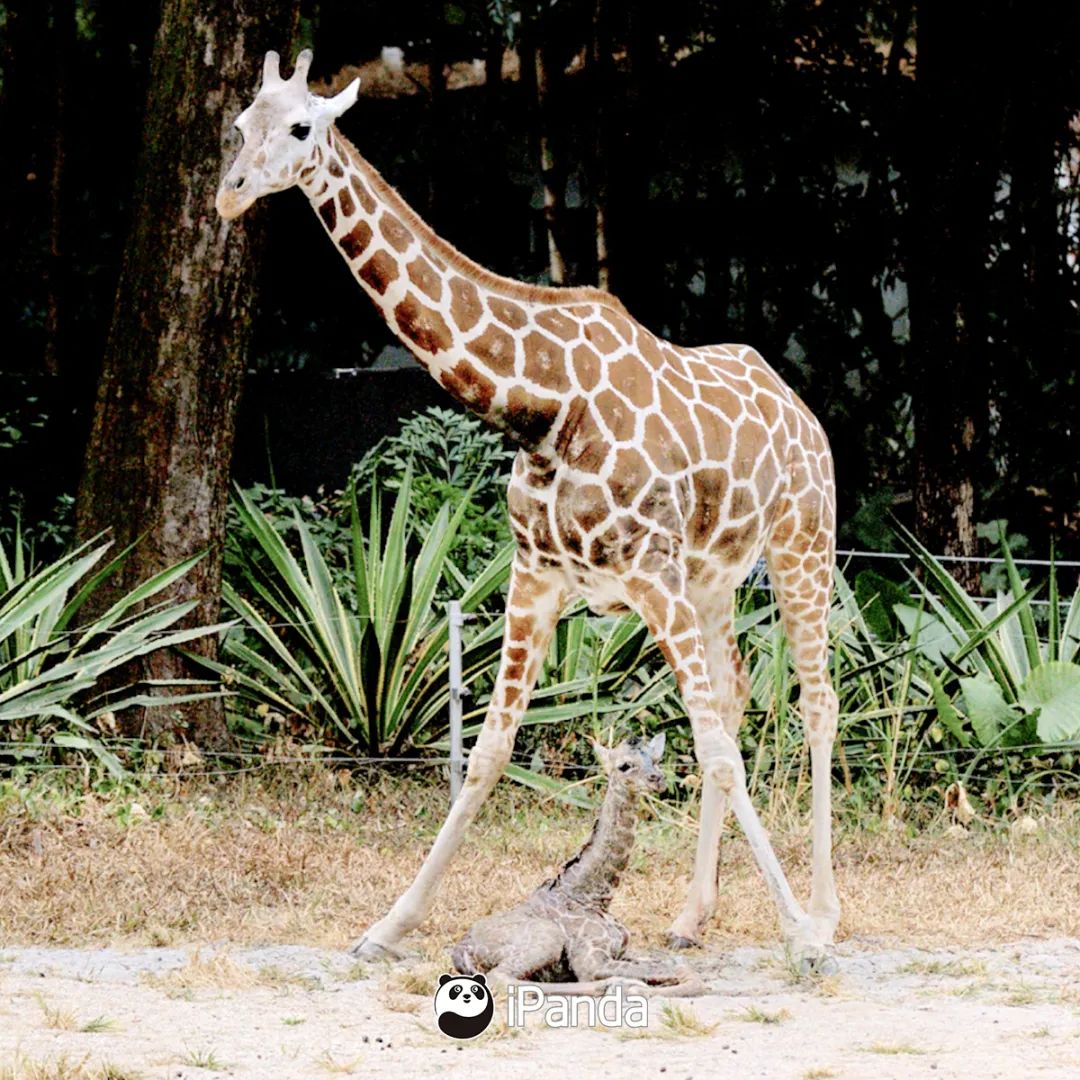 直播預告|不如去逛動物園：新生命的奇跡 寵物 第10張