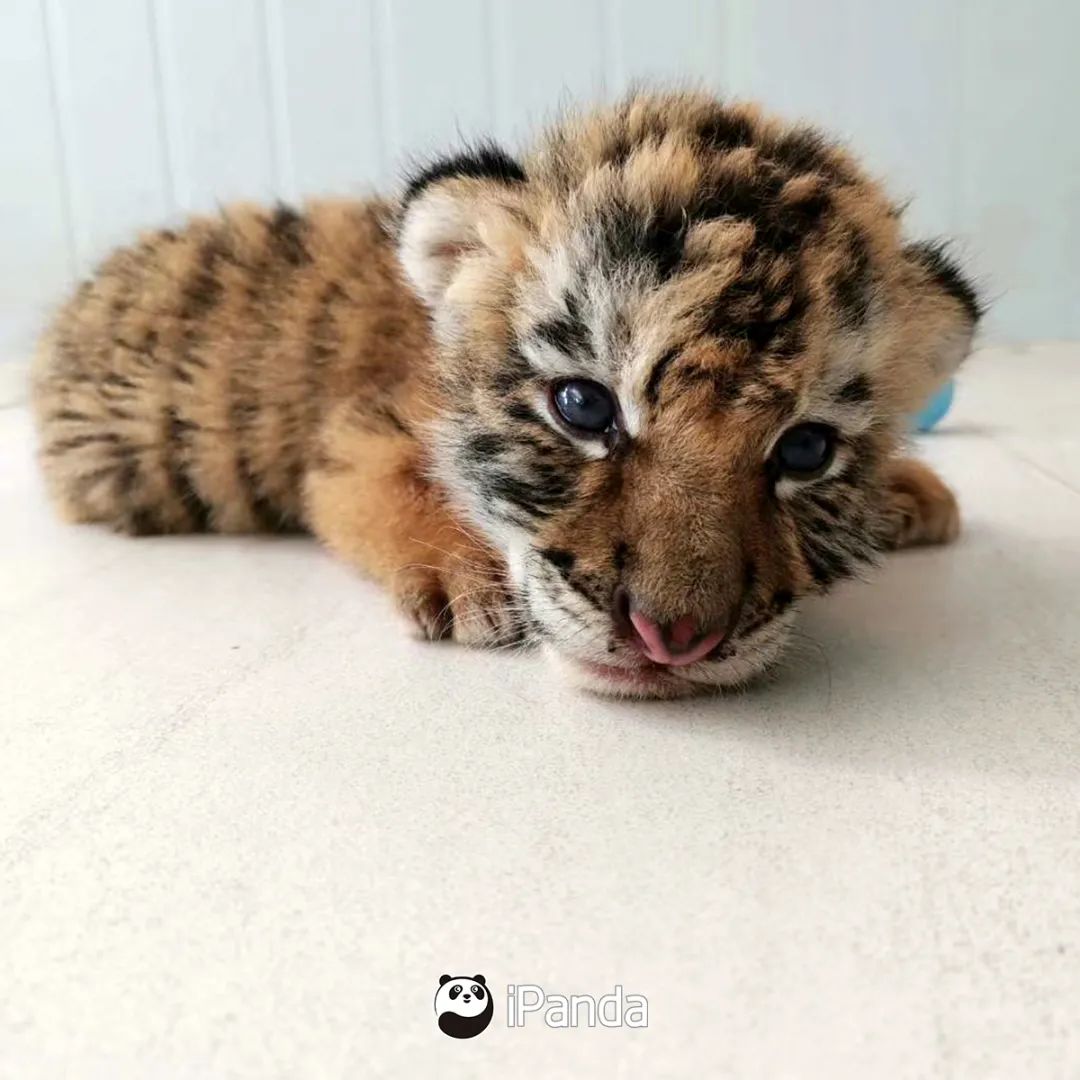 直播預告|不如去逛動物園：新生命的奇跡 寵物 第15張