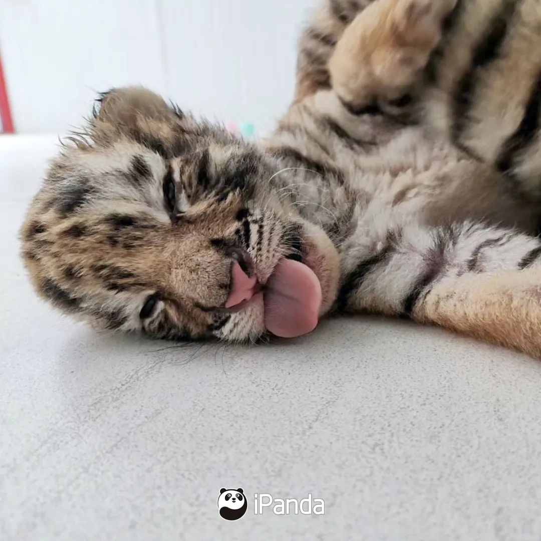 直播預告|不如去逛動物園：新生命的奇跡 寵物 第13張