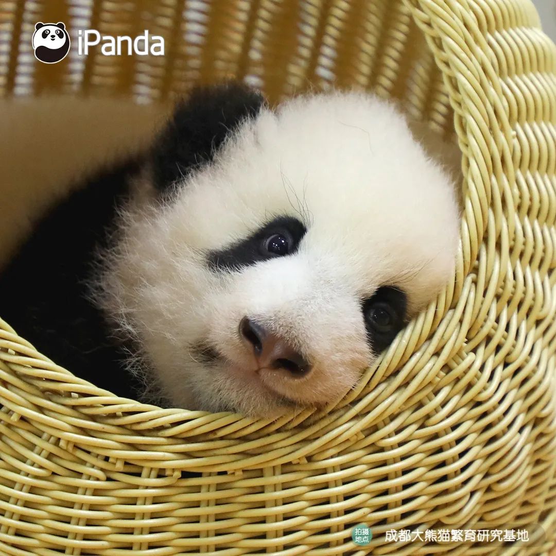 直播預告|不如去逛動物園：新生命的奇跡 寵物 第5張