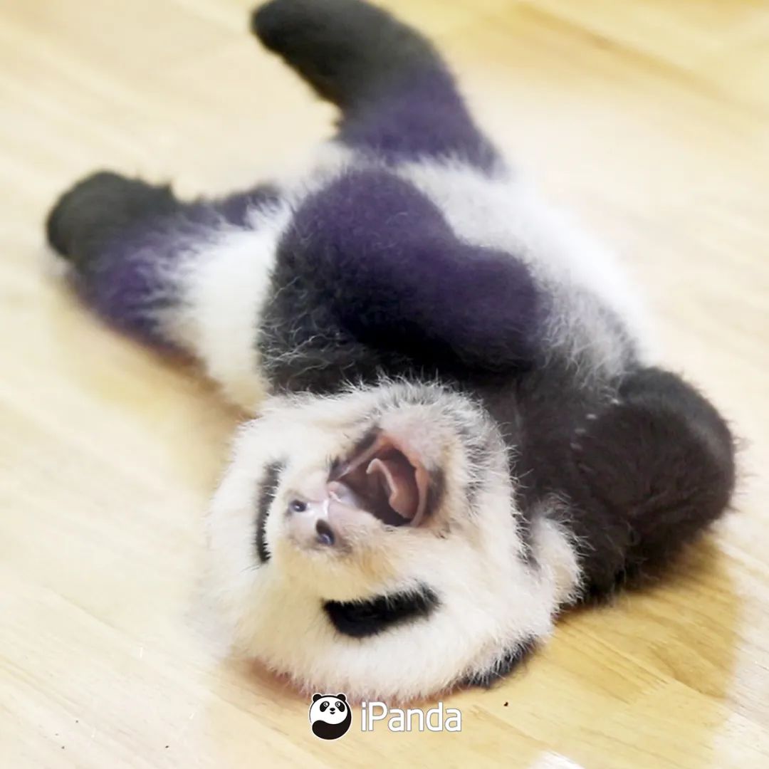 直播預告|不如去逛動物園：新生命的奇跡 寵物 第6張