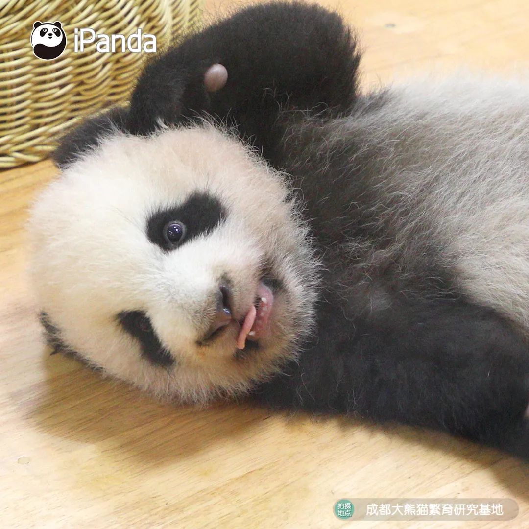 直播預告|不如去逛動物園：新生命的奇跡 寵物 第4張