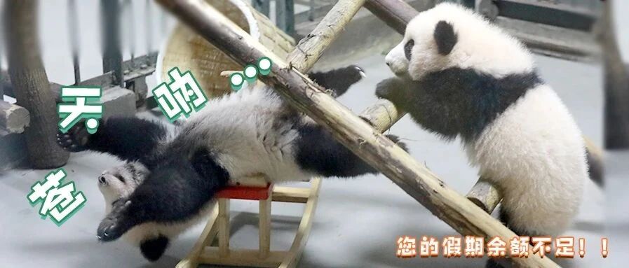假期走得太快，就像龙卷风|熊猫一刻