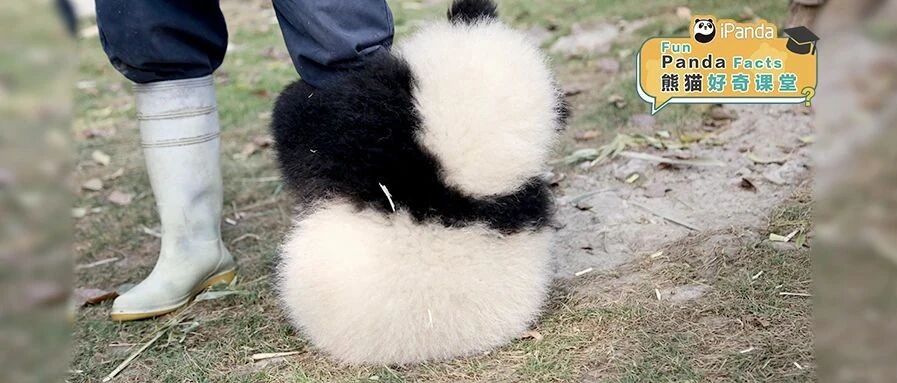 好奇！熊猫宝宝为什么喜欢抱大腿？
