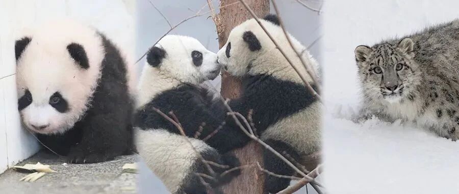 为爱拼过！野生大熊猫比武招亲脸被挠花