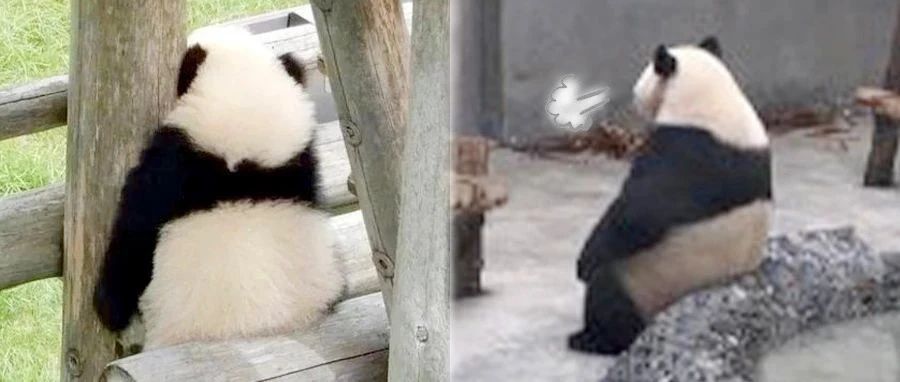辟谣，大熊猫才不是人扮的!