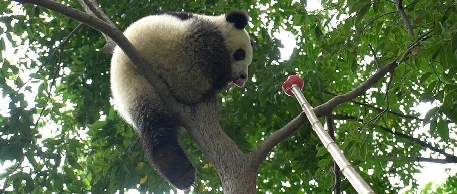 大熊猫面对美梦和美食如何选？|熊猫一刻