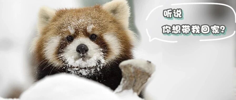 小熊猫可以当宠物养吗？