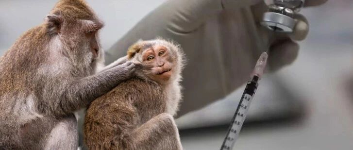 泰国猴痘疫苗8月底抵达 将优先为医护及密接人员接种