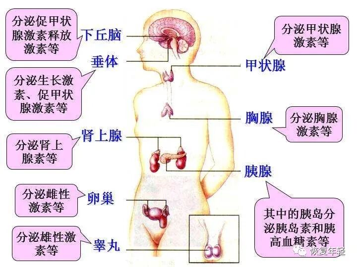 【HGH凝胶】荷尔蒙是我们生命中重要的物质