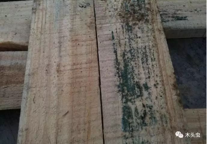 引起木材霉变的真菌有木霉(trichoderma sp.),青霉(penicillium spp.