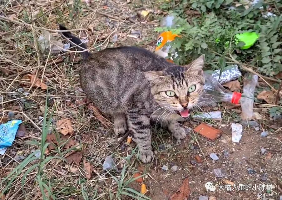 路遇3只流浪小猫 男子好心喂食 却被猫妈排斥 他的做法很有趣 全网搜