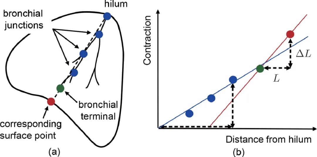 什么是数字肺膨胀肺／萎陷肺的真相：人工气胸下的支气管+肺实质数字模型与三维重建？_https://www.jmylbn.com_新闻资讯_第24张